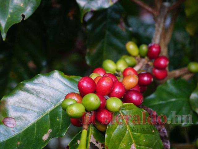 Cosecha de café se verá afectada por los altos costos de los productos de insumos en Honduras