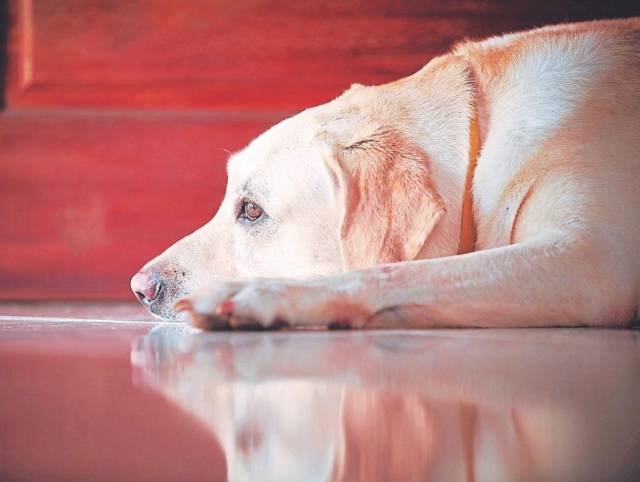 Depresión en perros: a priorizaren su salud emocional