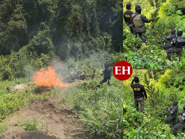 Destruyen plantación de supuesta marihuana en Tocoa, Colón