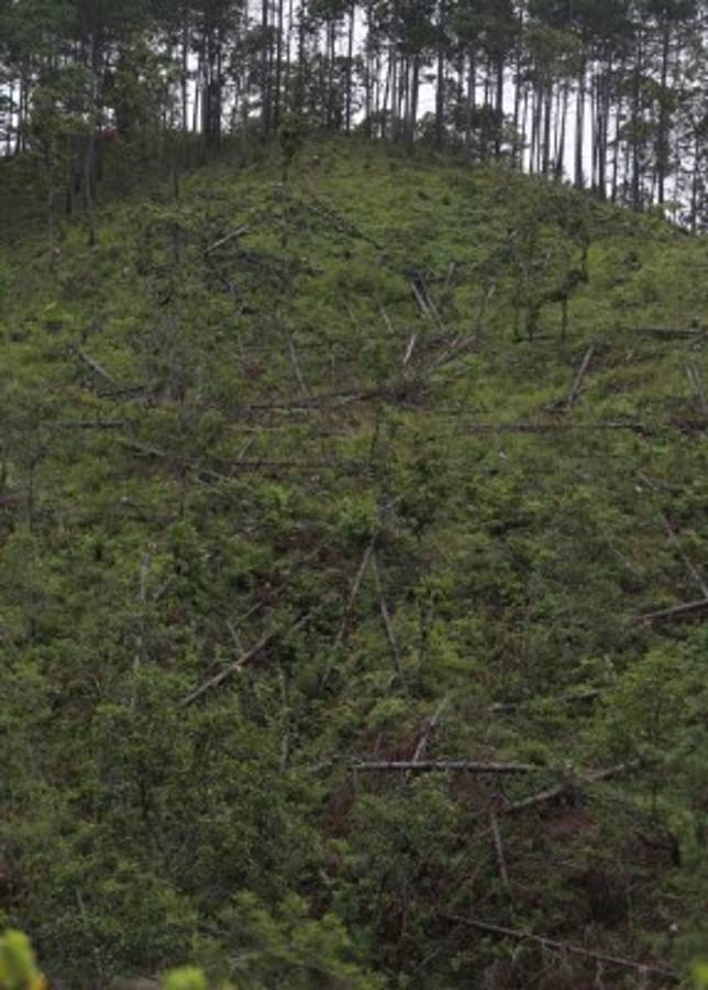 La Tigra, el área más afectada por el gorgojo en la capital de Honduras
