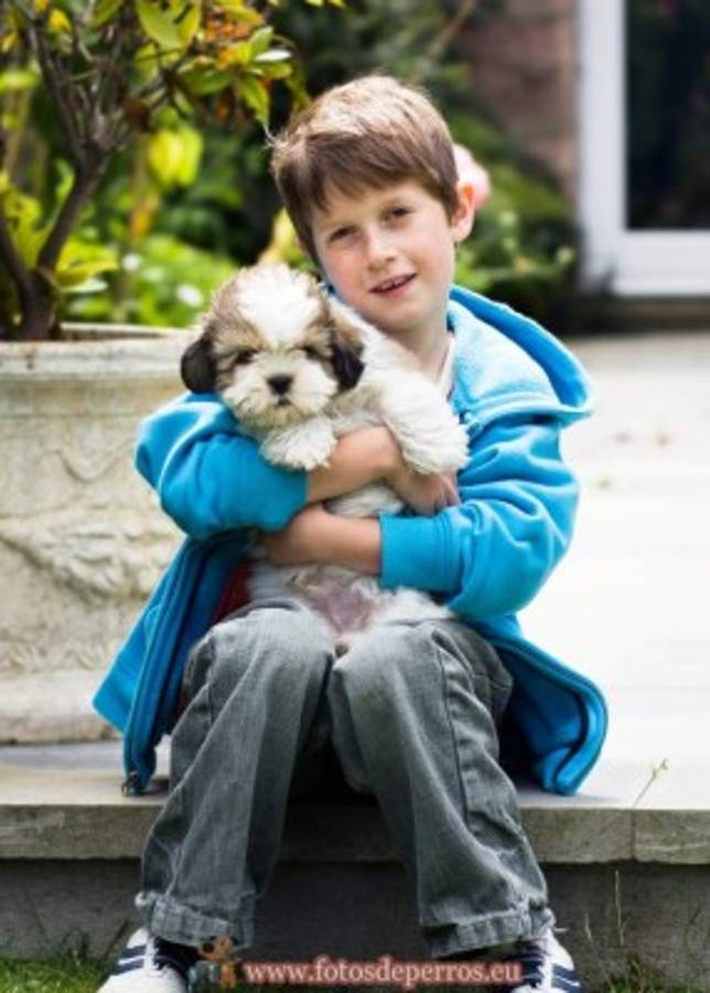 Los cuidados que necesita su cachorro