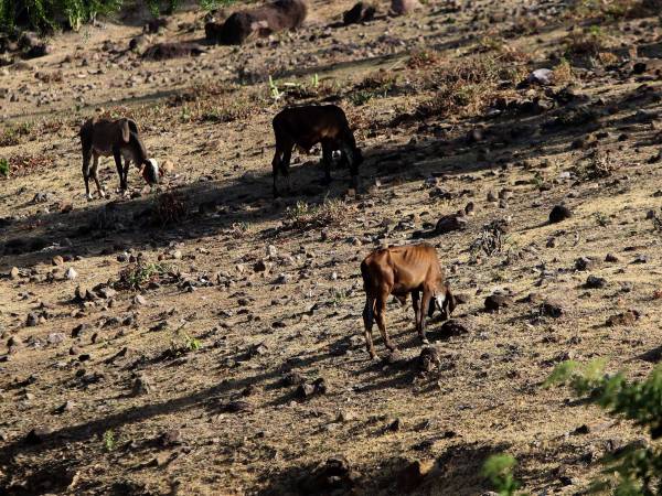 El ganado también sufre los efectos de la sequía: no hay alimento en los potreros ni agua suficiente en los ríos.