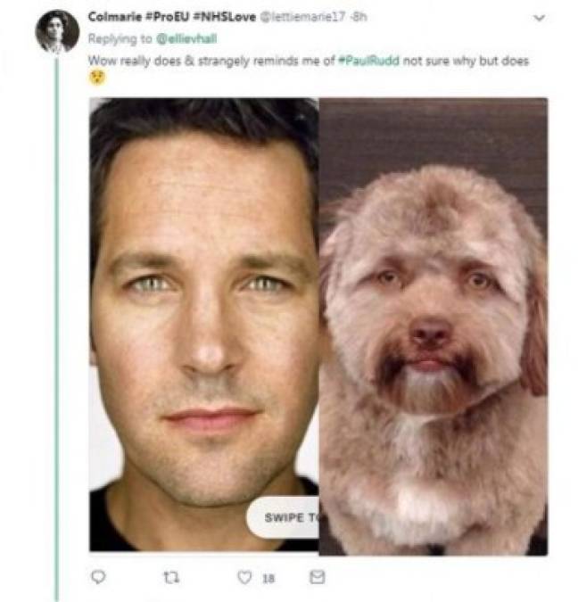 Así es el perro con cara de humano que causa furor en las redes sociales