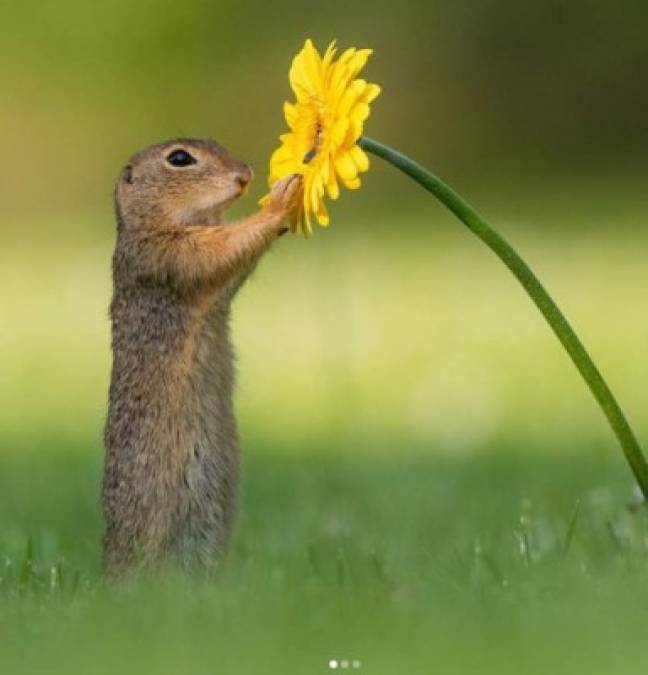 FOTOS: La maravillosa imagen de una ardilla oliendo una flor le da la vuelta al mundo