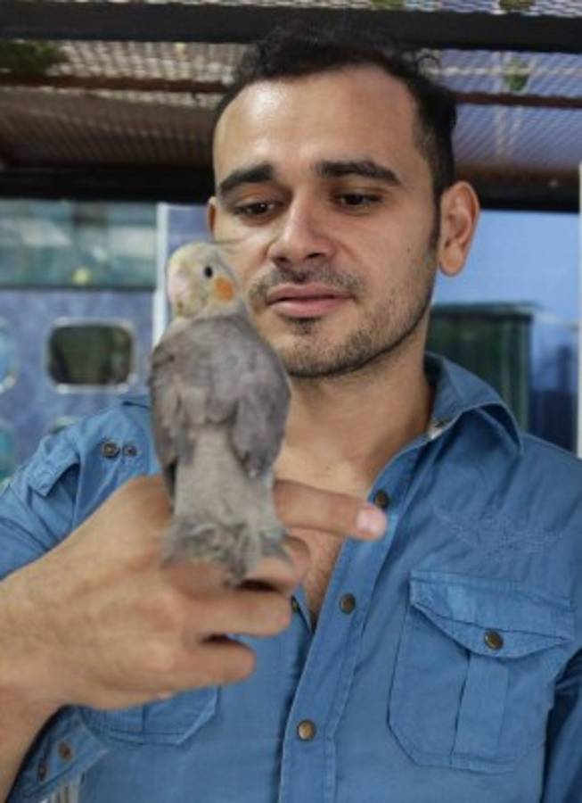 Aves exóticas, animales coloridos