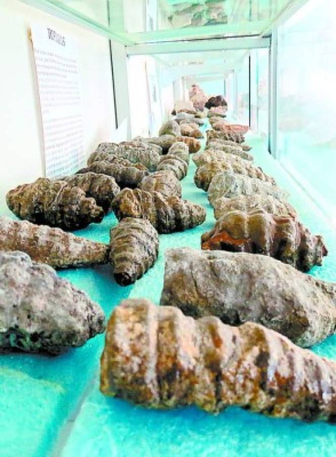 Hallazgo de fósiles revela que existió un mar en lo que hoy es Comayagua