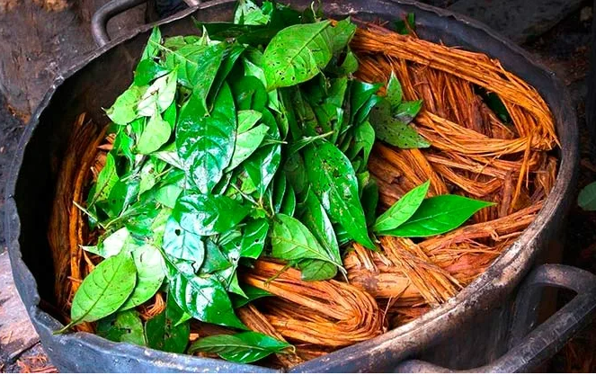 La ayahuasca, un té medicinal y alucinógeno que provoca un viaje “infernal”