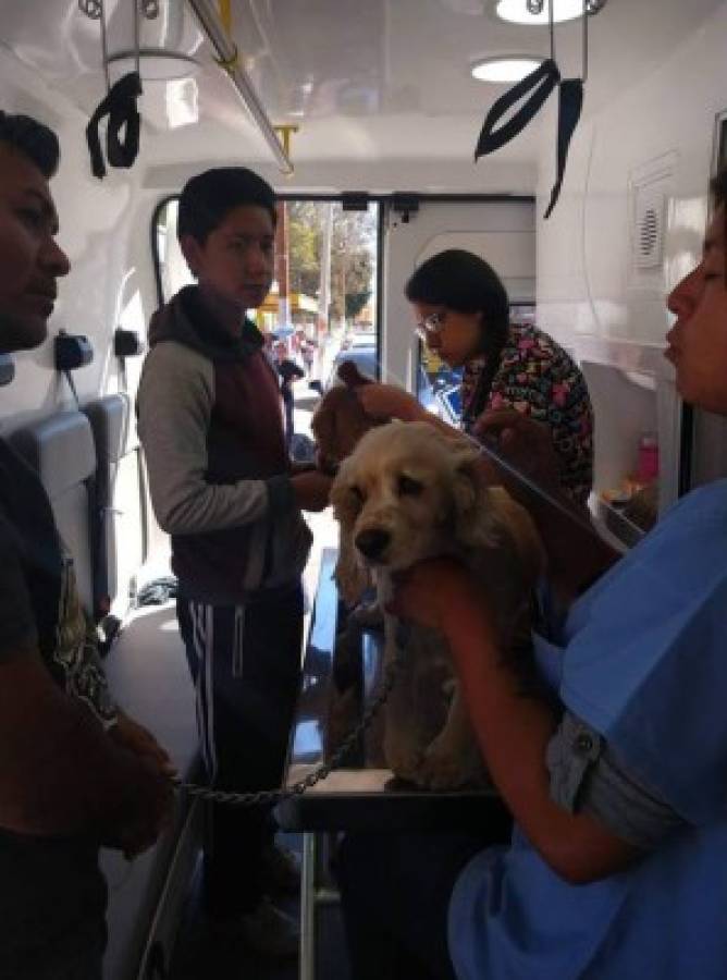 Así es Ambudog, la primera ambulancia que atiende gratuitamente animales de la calle en México