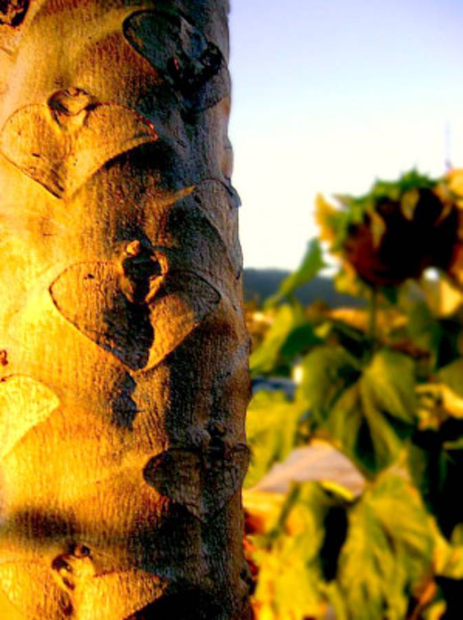 Fotos de los lectores para el Día de la Tierra
