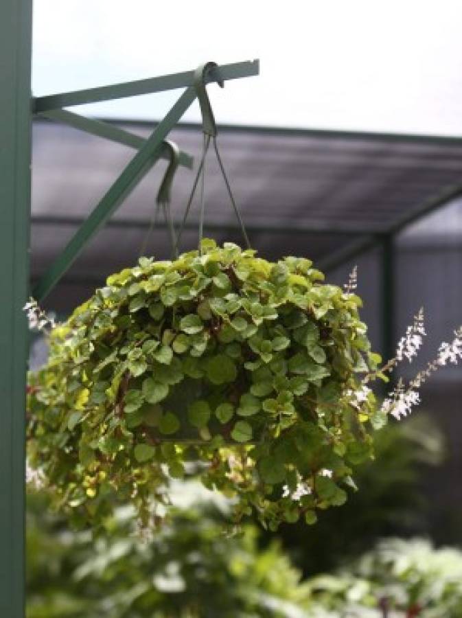 Cuidados de un jardín radiante