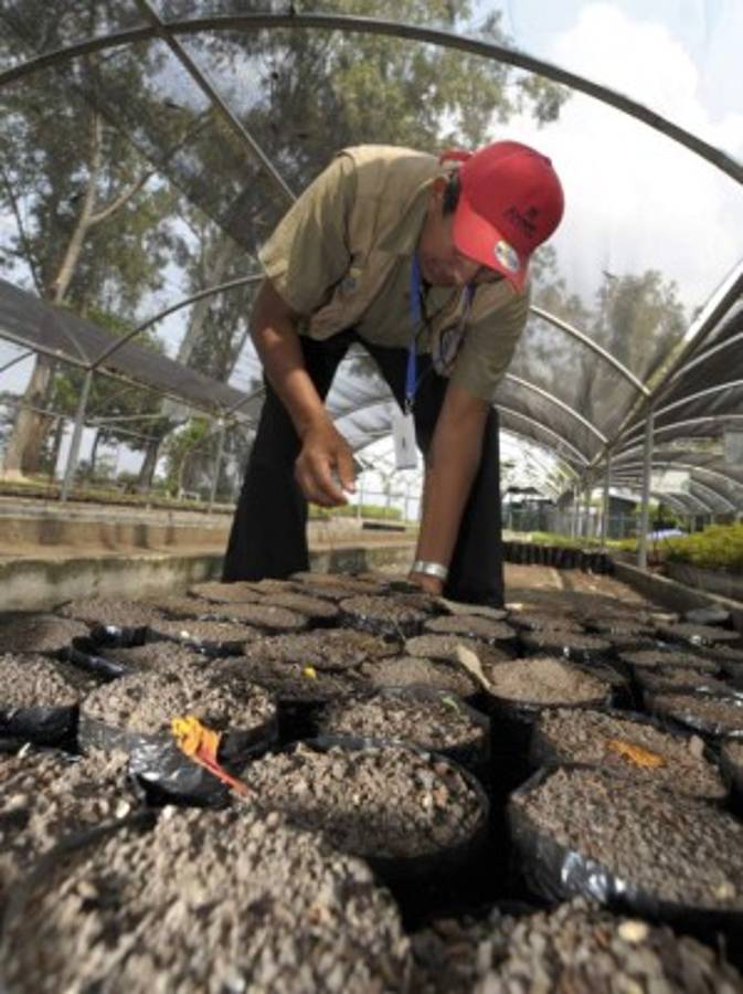 Don Ceferino, el jardinero que le habla a las plantas