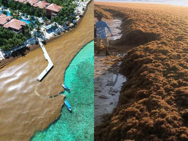 Las paradisiacas playas de West Bay, en Roatán, amanecieron cubiertas por una densa capa de Sargazo (macroalgas flotantes) este sábado 7 de febrero, impidiendo que los pobladores y turistas puedan disfrutar del agua azul turquesa y de la arena blanca de la isla, lugar emblemático de Honduras. A continuación los detalles y las imágenes.