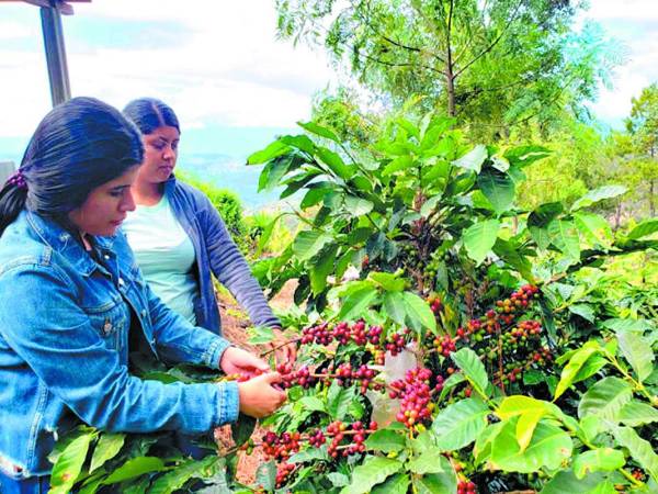 Dos mujeres cortan granos de café en una finca del occidente de Honduras.