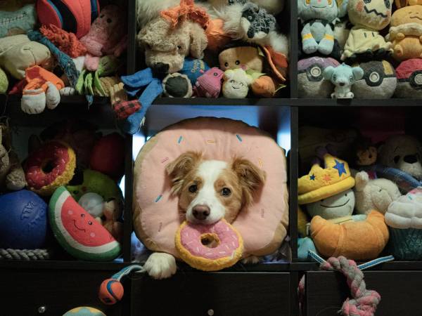 In a photo provided by Veronica Suen shows Miso, a 6-year-old male Border collie from Canada, knows the names of about 200 toys and participated in a new study of how some dogs learn words. Eavesdropping on their owners seems to help some toy-crazy and talented pups learn more words. (Veronica Suen via The New York Times) -- NO SALES; FOR EDITORIAL USE ONLY WITH NYT STORY DOGS VOCABULARY BY EMILY ANTHES FOR JAn. 8, 2026. ALL OTHER USE PROHIBITED. --