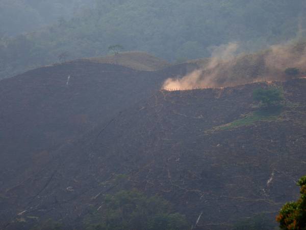 En la Biósfera del Río Plátano también se registran incendios forestales constantemente. EL HERALDO Plus realizó un recorrido por la reserva, observando que, posteriormente, usan esos espacios para la ganadería expansiva. También construyeron una carretera en medio del área protegida.