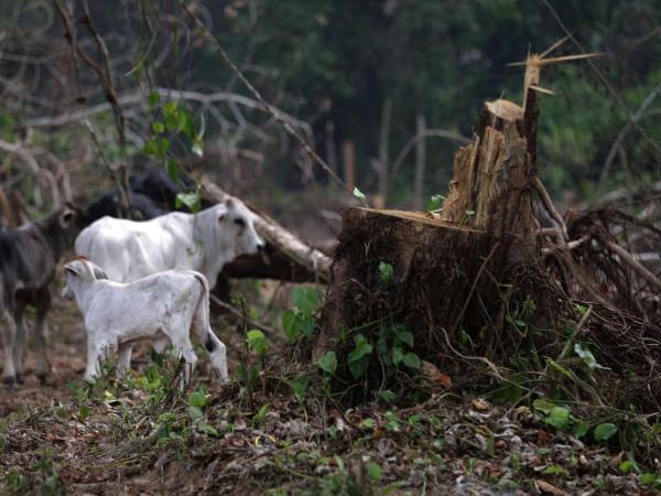 Las autoridades también hablan de deforestación por expansión ganadera. Áreas protegidas, como la Biósfera del Río Plátano, concentran el 80% de la pérdida de bosque.