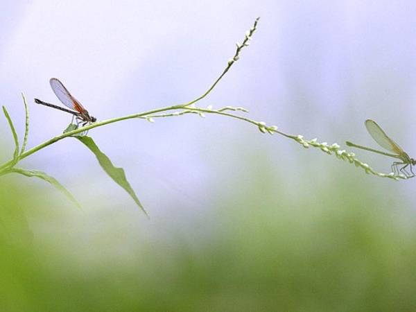 Con la suavidad de la brisa, dos libélulas reposan en una rama a orillas de un río. (Foto: Efraín Salgado)