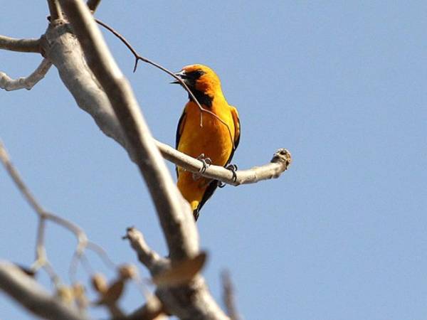 Una chorcha hace sonar su canto desde la rama de un árbol en la apacible Villa de San Francisco. (Foto: Efraín Salgado)
