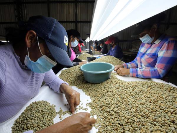 El café cerrará la cosecha 2025-2026 con más de 2,200 millones de dólares en divisas, la cifra más en su historia.