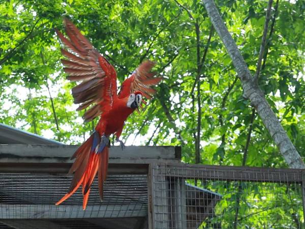 El presidente Nasry Asfura participó en la liberación de 12 guacamayas rojas durante el Guacamaya Fest, celebrado en Macaw Mountain, Copán.
