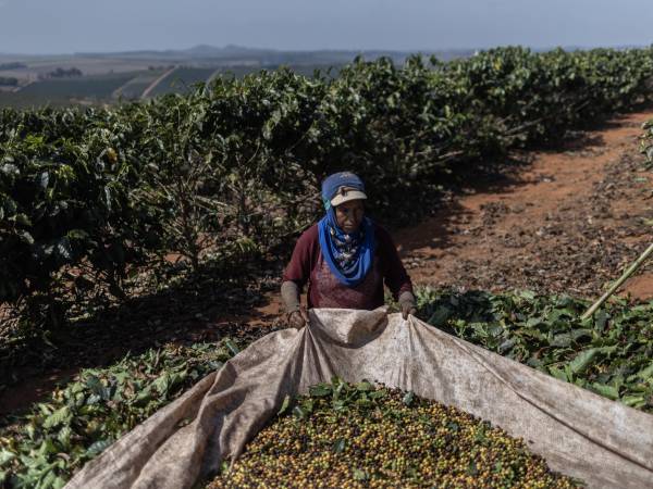 Cosecha de café en Alfenas, Brasil, en julio. El País es el mayor productor de café del mundo.