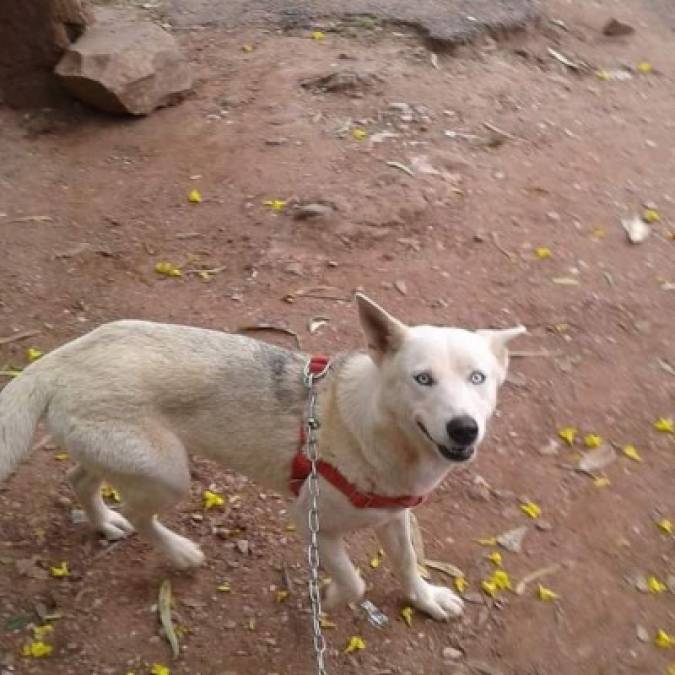 FOTOS: Huskylandia Hn, el club que une a los adorables peludos y sus dueños