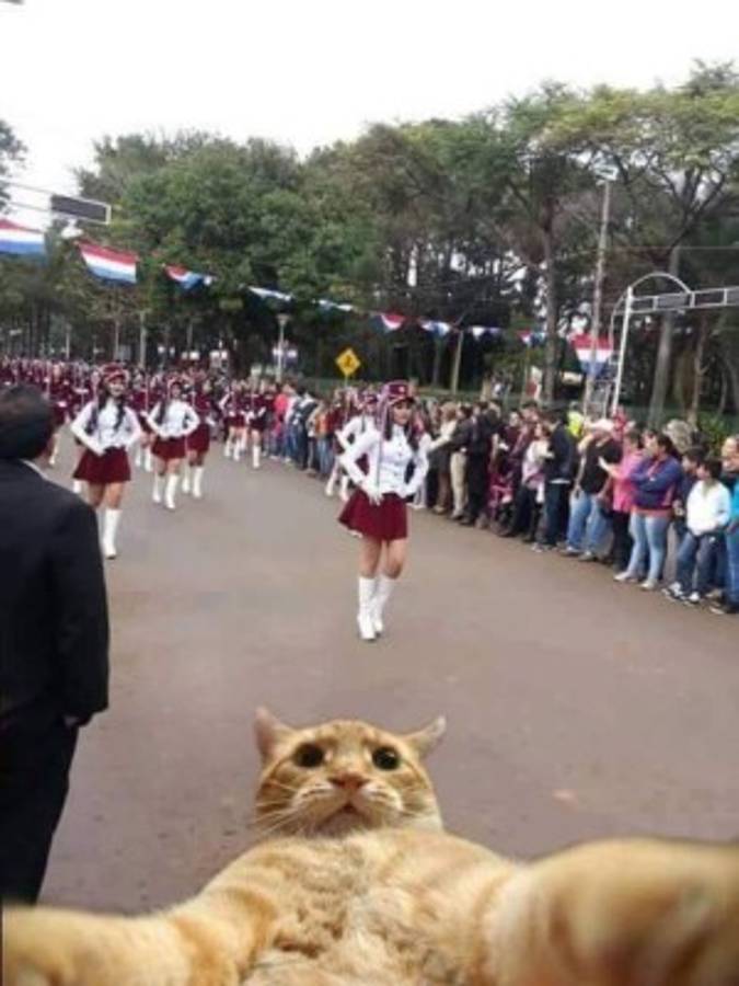 Foto del perro en desfile se vuelve viral en redes sociales