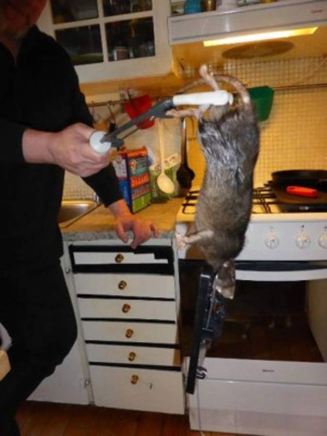 'Ratzilla', la rata gigante que aterrorizó a una familia en Suecia