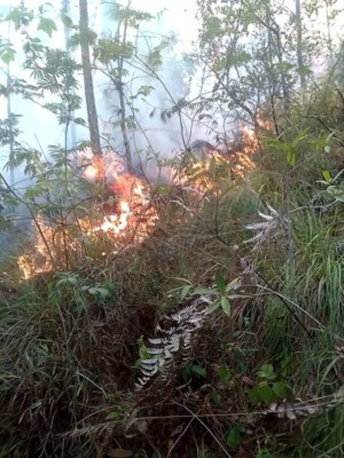 Paralizada reforestación en el Parque Nacional La Tigra por falta de lluvia