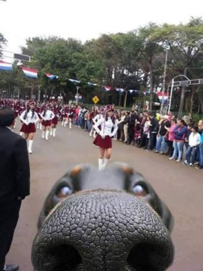 Foto del perro en desfile se vuelve viral en redes sociales