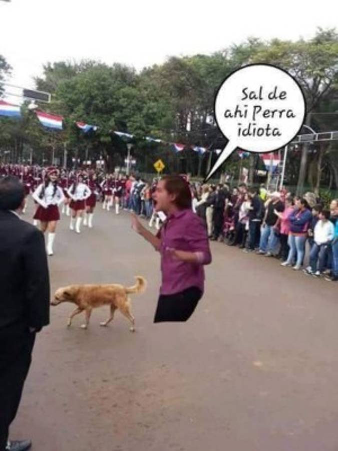 Foto del perro en desfile se vuelve viral en redes sociales