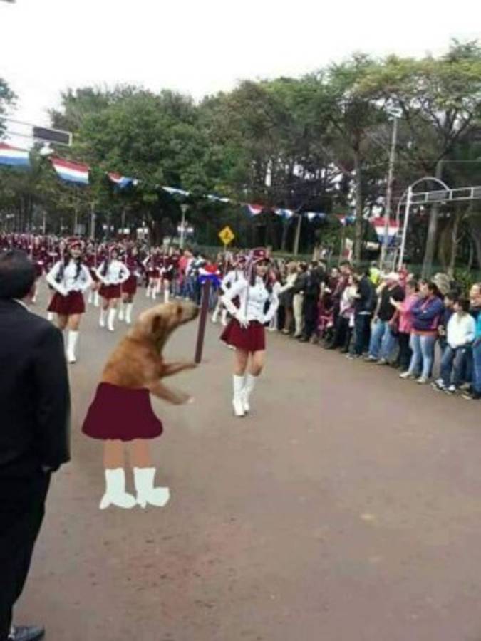 Foto del perro en desfile se vuelve viral en redes sociales