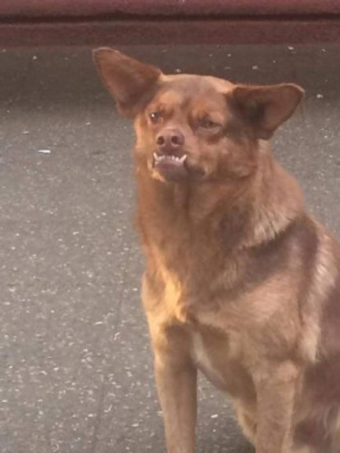 ¿Cuál es la verdadera historia de 'Chilaquil', el perro más famoso de las redes sociales?
