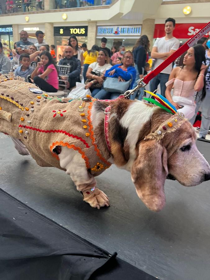 Mientras que este hermoso can se lució con este traje.