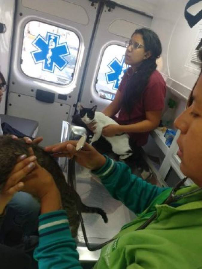 Así es Ambudog, la primera ambulancia que atiende gratuitamente animales de la calle en México