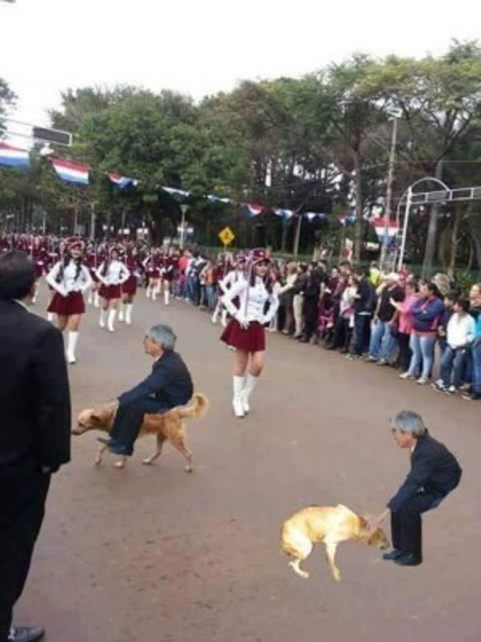 Foto del perro en desfile se vuelve viral en redes sociales