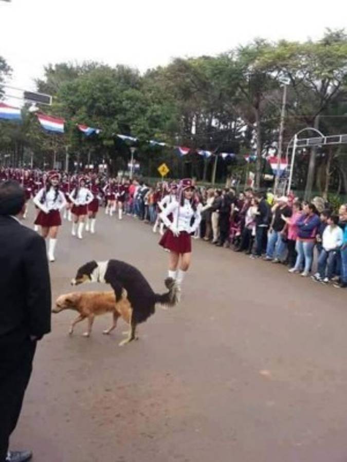 Foto del perro en desfile se vuelve viral en redes sociales
