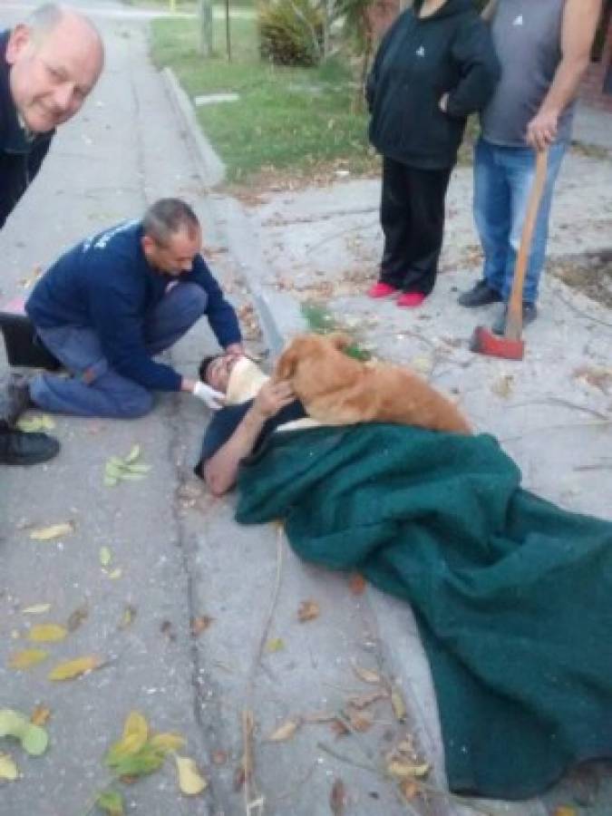 Viral: Tony, el perro que 'abrazó' a su amo accidentado en Argentina