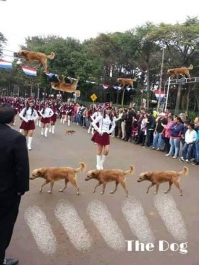Foto del perro en desfile se vuelve viral en redes sociales