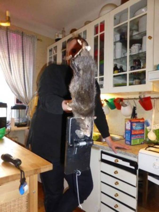 'Ratzilla', la rata gigante que aterrorizó a una familia en Suecia