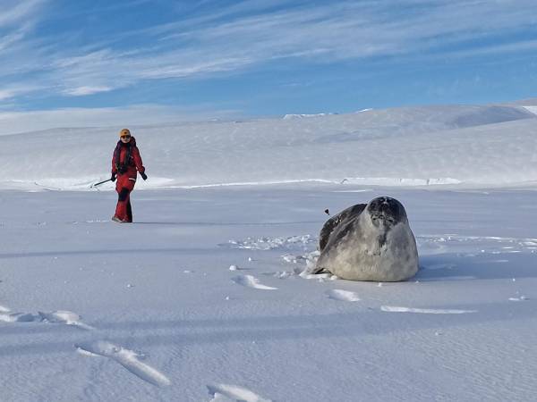 Investigadores esperan a que un sedante haga efecto en una foca antes de marcarla, en el hielo cerca del glaciar Thwaites en la Antártida, el 8 de febrero de 2026.