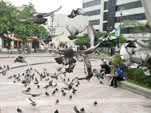 Una bandada de palomas despliega sus alas en el parque central de Tegucigalpa, por el que cada día transitan miles de capitalinos. (Foto: Efraín Salgado)
