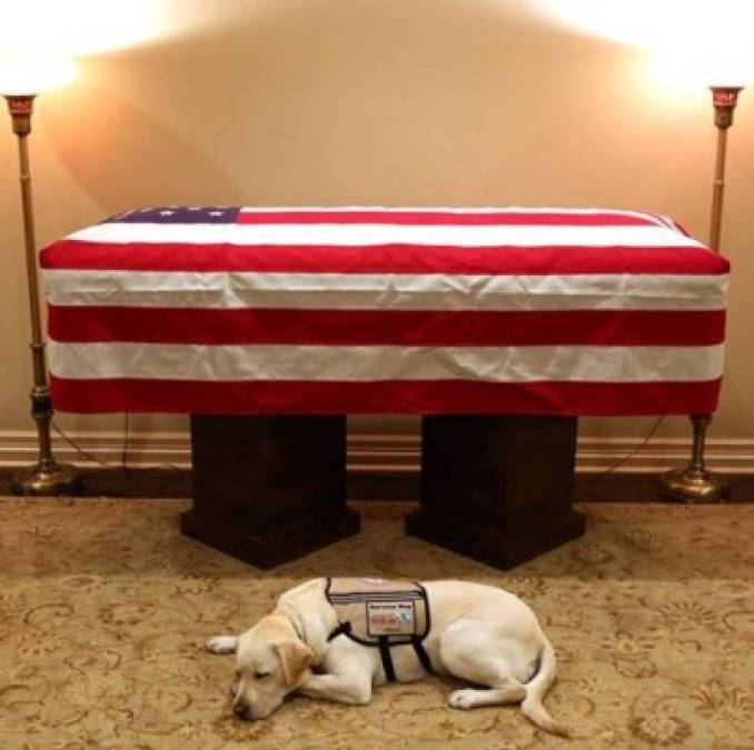 FOTOS: La conmovedora historia de Sully, el perro que acompañó a Bush hasta el final