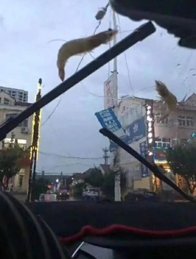 Llueven pulpos, estrellas de mar, camarones y almejas en China