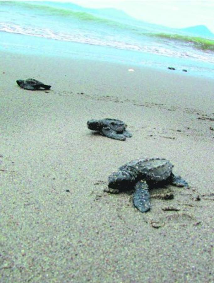 Honduras: Liberan 16,000 tortugas en el Golfo de Fonseca