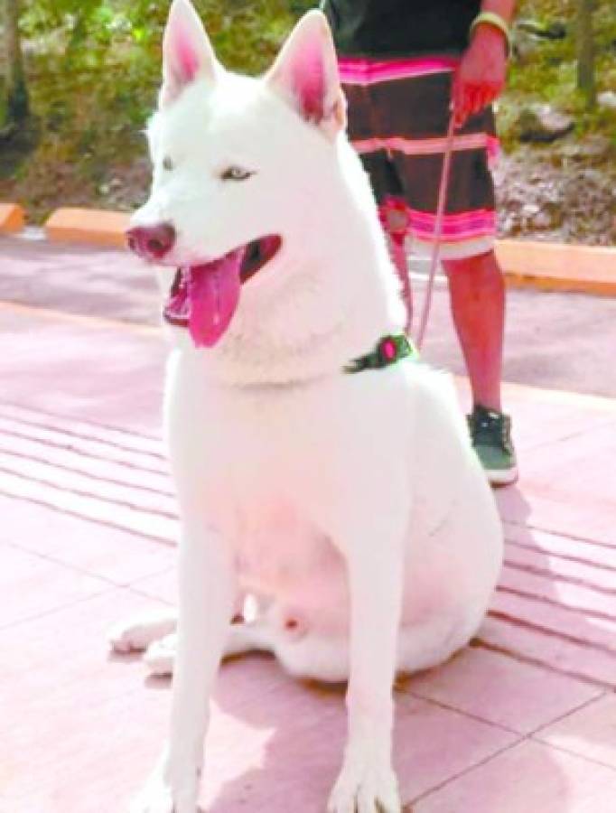 Huskylandia Hn, una manada de amigos unidos por el bien de sus mascotas