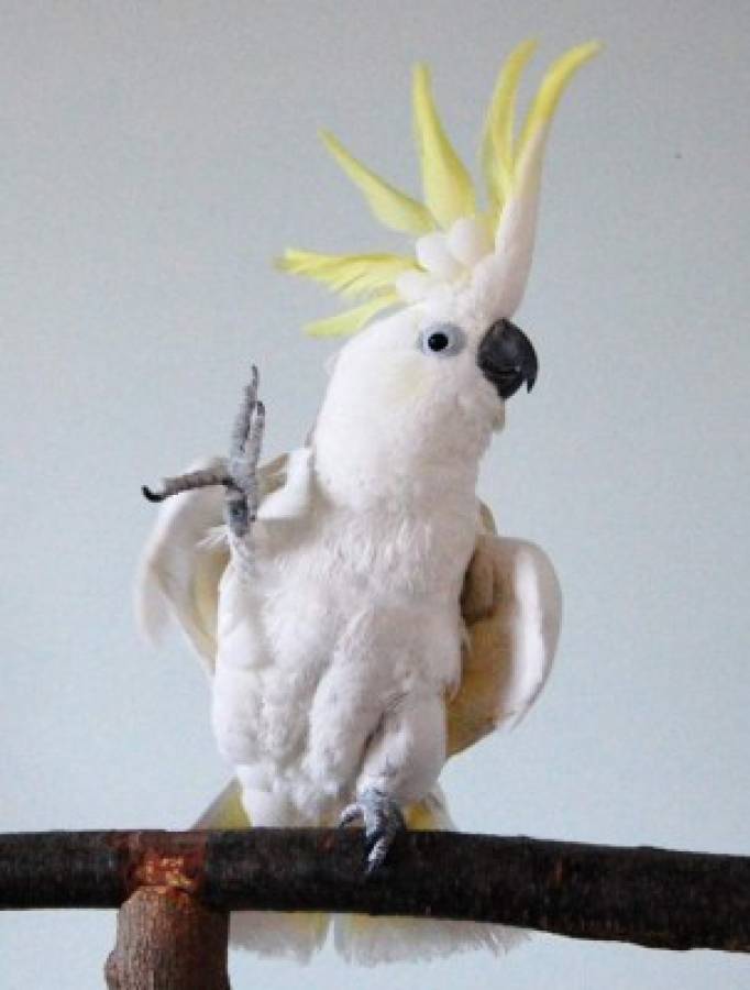 This handout photo recieved on July 8, 2019 from Irena Schulz at the Bird Lovers Only Rescue Service Inc. shows Snowball the dancing cockatoo lifting a foot as it 'dances' to music. - Snowball, a sulphur-crested cockatoo, shot to YouTube stardom a decade ago for his remarkable ability to rock out to the Backstreet Boys. Now our feathered friend is back, having learnt a dizzying array of new moves that have scientists excited about the capacity of animal brains to process music and respond with creativity. (Photo by Irena Schulz / Bird Lovers Only Rescue Service Inc. / AFP) / RESTRICTED TO EDITORIAL USE - MANDATORY CREDIT 'AFP PHOTO / Irena SCHULZ - Hand Out' - NO MARKETING NO ADVERTISING CAMPAIGNS - DISTRIBUTED AS A SERVICE TO CLIENTS