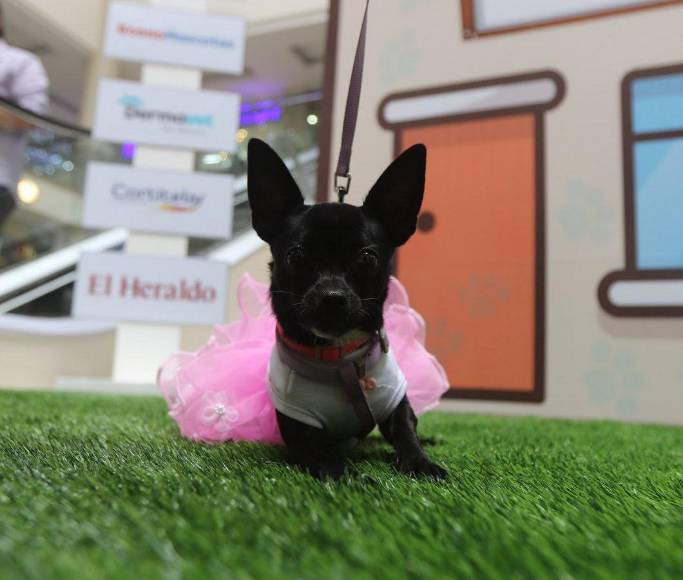 ¡Adorables! Los “puppies” más tiernos de la pasarela de Pet Ville
