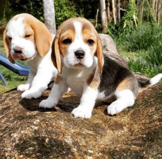 Datos interesantes sobre el Beagle, el perro más adorable del planeta