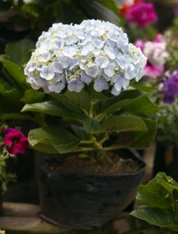 Cuidados de un jardín radiante